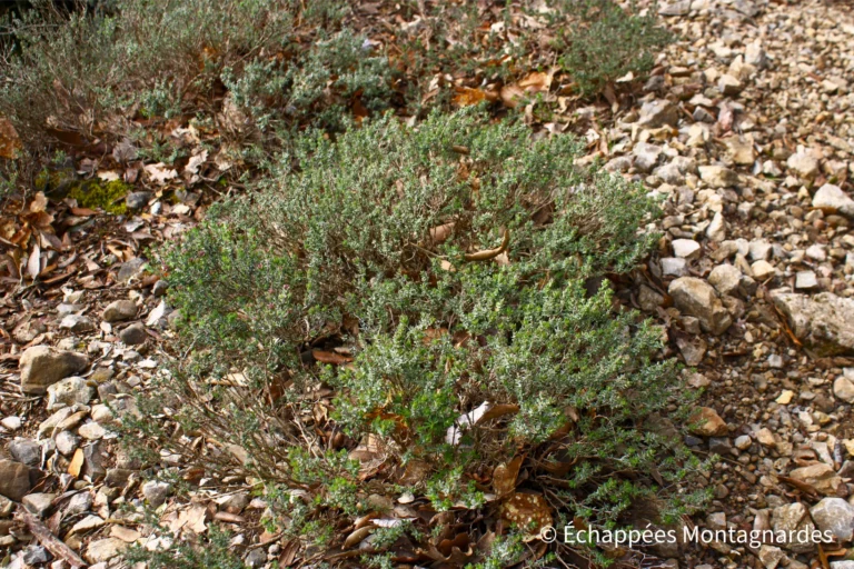 Après une dernière nuit de bivouac dans la garrigue, nous poursuivons sur le GR®36 en direction de Laroque-de-Fa et explorons cette végétation typiquement méditerranéenne aux multiples parfums.