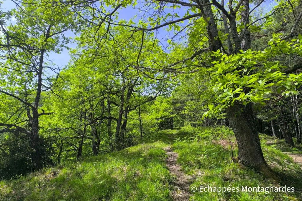Un superbe sentier nous emmène ensuite en direction du sommet du Mont.