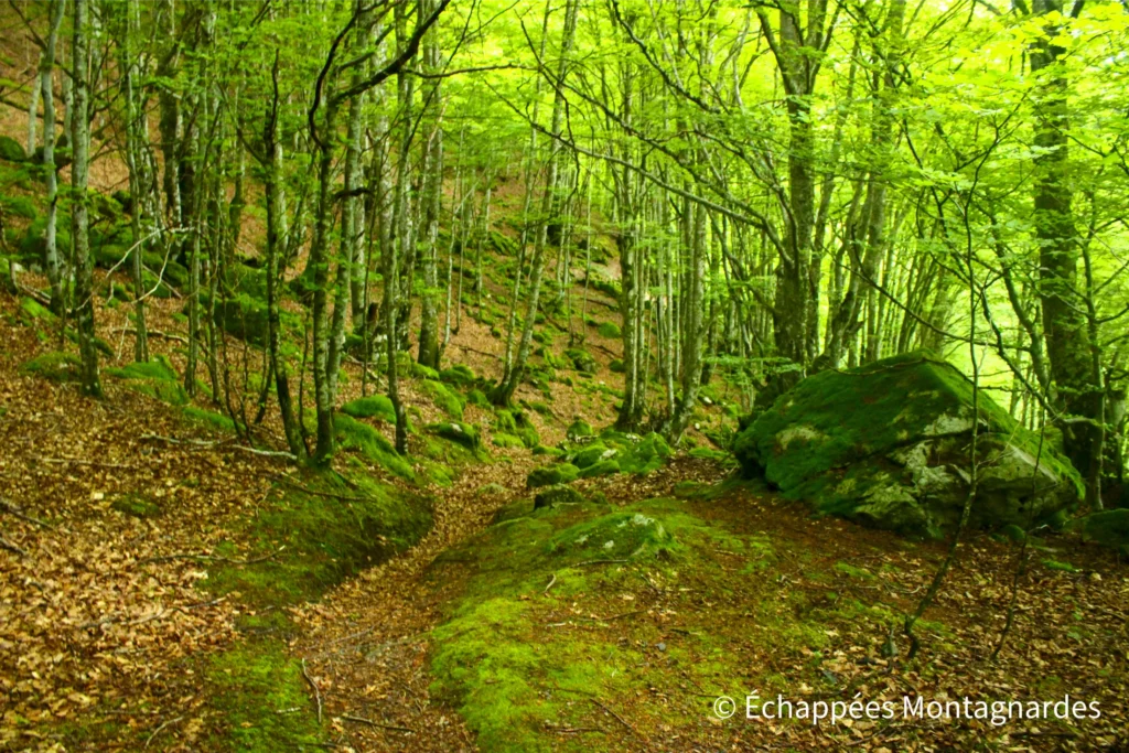 Retour en forêt pour la dernière partie de la descente. L'occasion de s'émerveiller une dernière fois de la beauté de ces montagnes pyrénéennes.