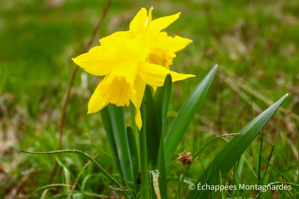 Fleurs printanières : ici le superbe narcisse trompette !