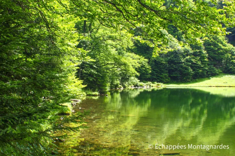 La lumière est magnifique et met bien en valeur cet étang entouré de forêt. Les couleurs sont splendides