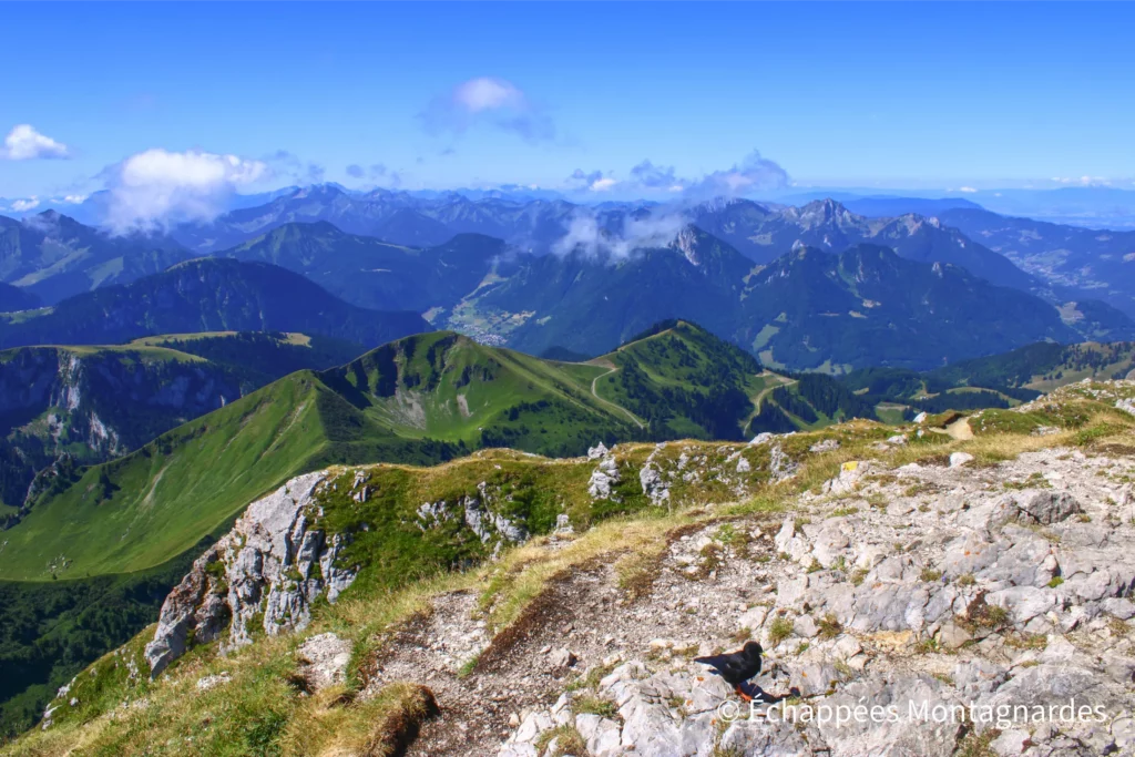 La Dent d'Oche domine aussi les nombreux sommets et crêtes du Chablais. Le décor est incroyablement beau autour de nous...