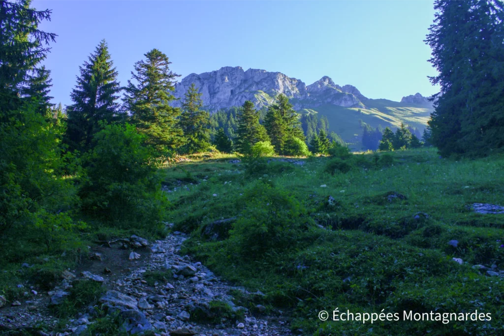 C'est parti pour une randonnée très spectaculaire vers le sommet de la Dent d'Oche (2 221 m). Après le départ du parking de la Fétiuère, nous grimpons d'abord dans la forêt.
