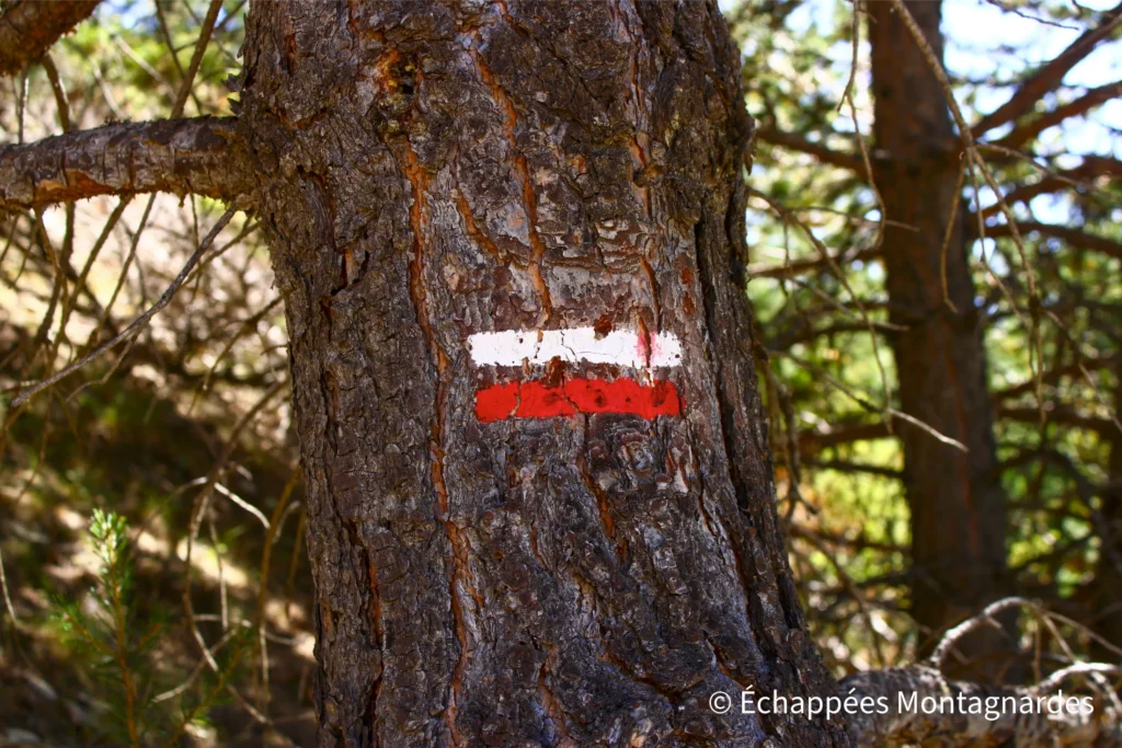 Balisage du GR®5 sur un arbre